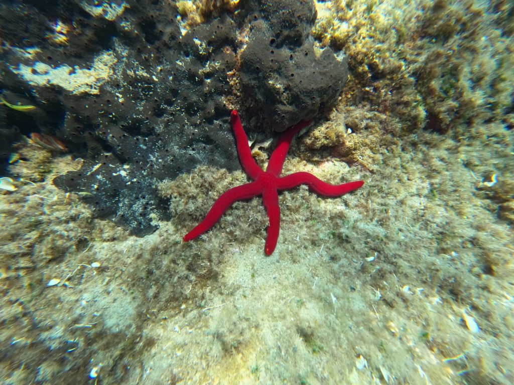 Scandagliare i fondali, lungo la costa, per emozionarsi di fronte all’eleganza e alla bellezza di una stella marina.