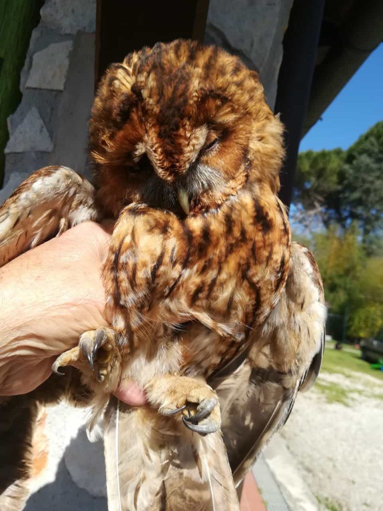 IL mio benessere è vivere immersa nella natura tra montagne boschi alla ricerca della vita selvatica