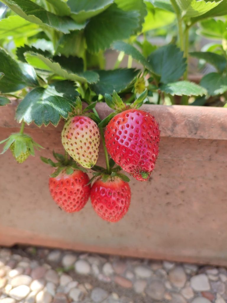 gustare con gli occhi ,e non solo, i frutti della nostra terra ,a km 0.
