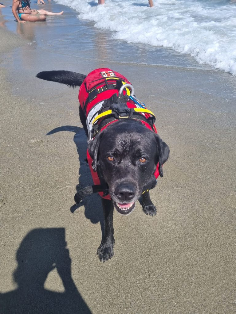 Andare in spiaggia, nuotare in mare ed essere sempre protetta da questi angeli meravigliosi!! Li amo!!