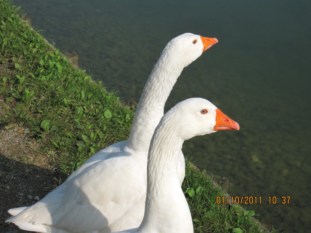 stare con gli animali nella natura