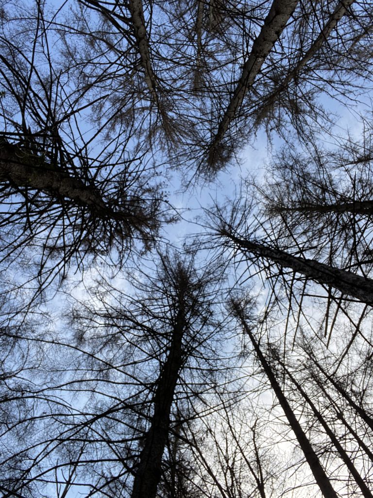 pensare che siamo come gli alberi , radici salde nella terra e testa alta verso il cielo .