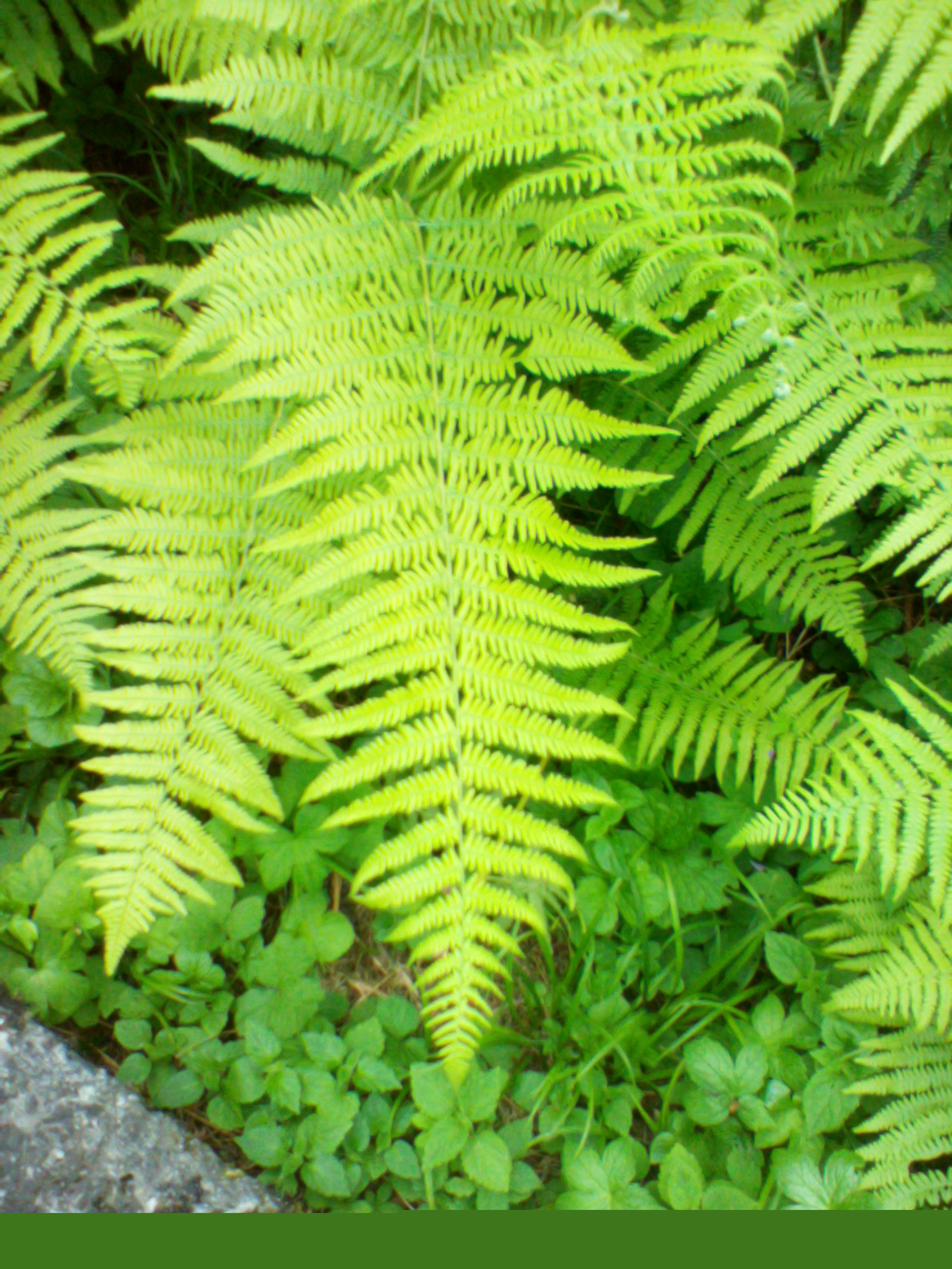 amare il verde.