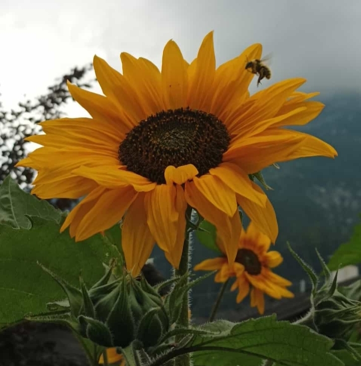 Vedere queste meraviglie della natura!