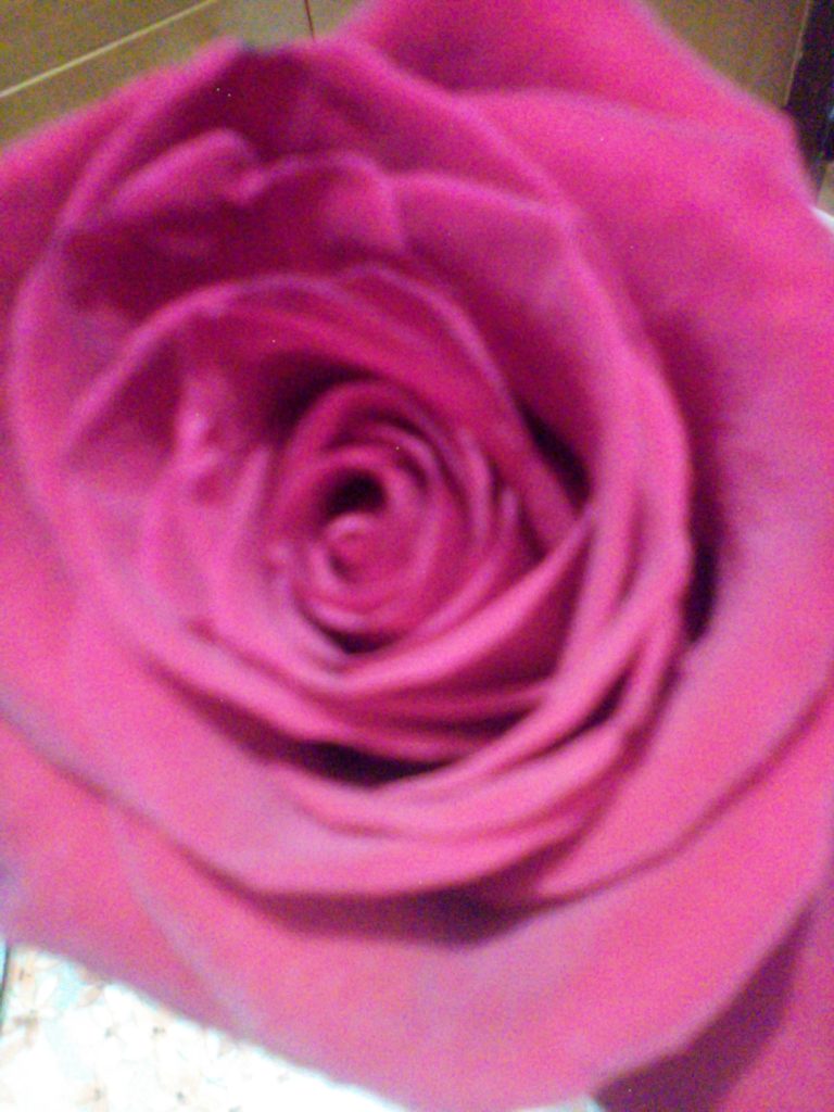 Rimanere incantata di fronte alla bellezza di una rosa.