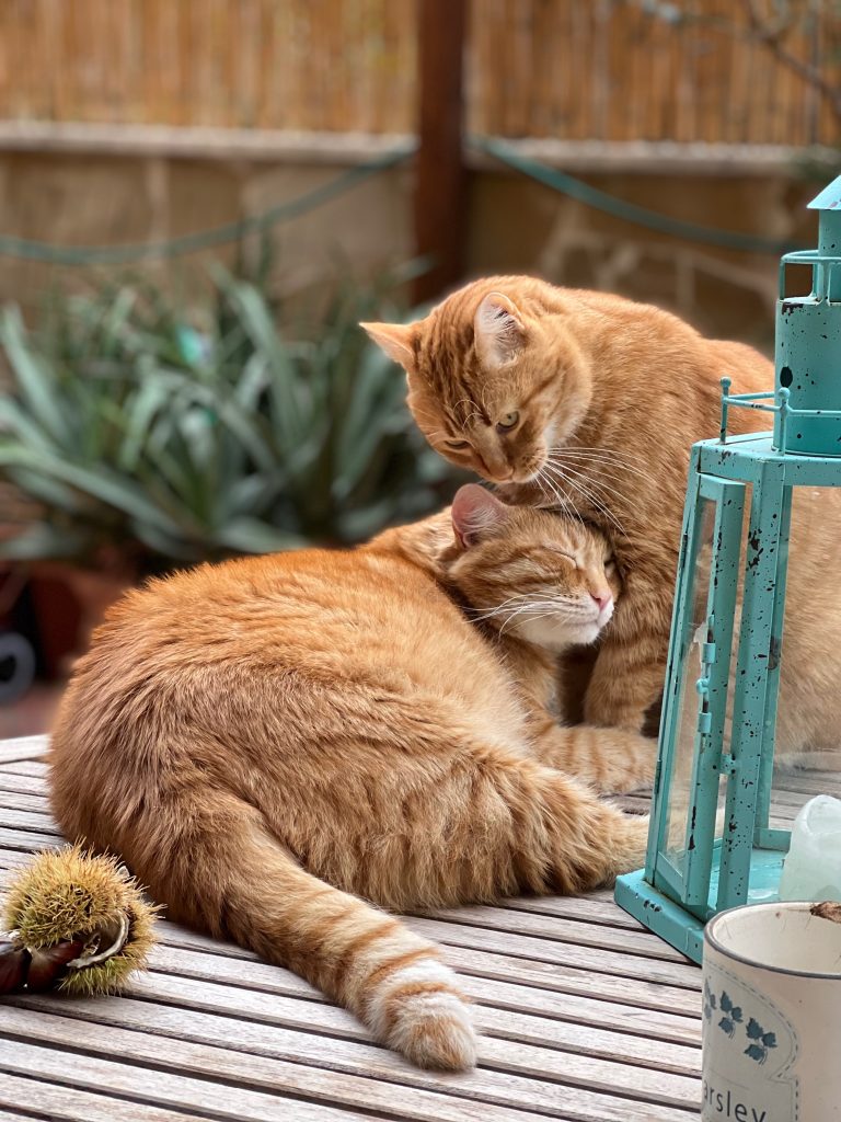 osservare i gatti, gli essere più perfetti della Terra, accarezzare il loro pelo setoso, sentendo le fusa di piacere