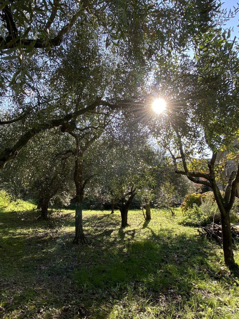 partecipare alla raccolta delle olive , piccolo frutto proveniente da un albero considerato sacro .