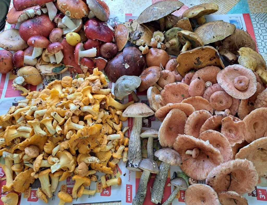Mi piace camminare nei boschi e se capita raccogliere i funghi.