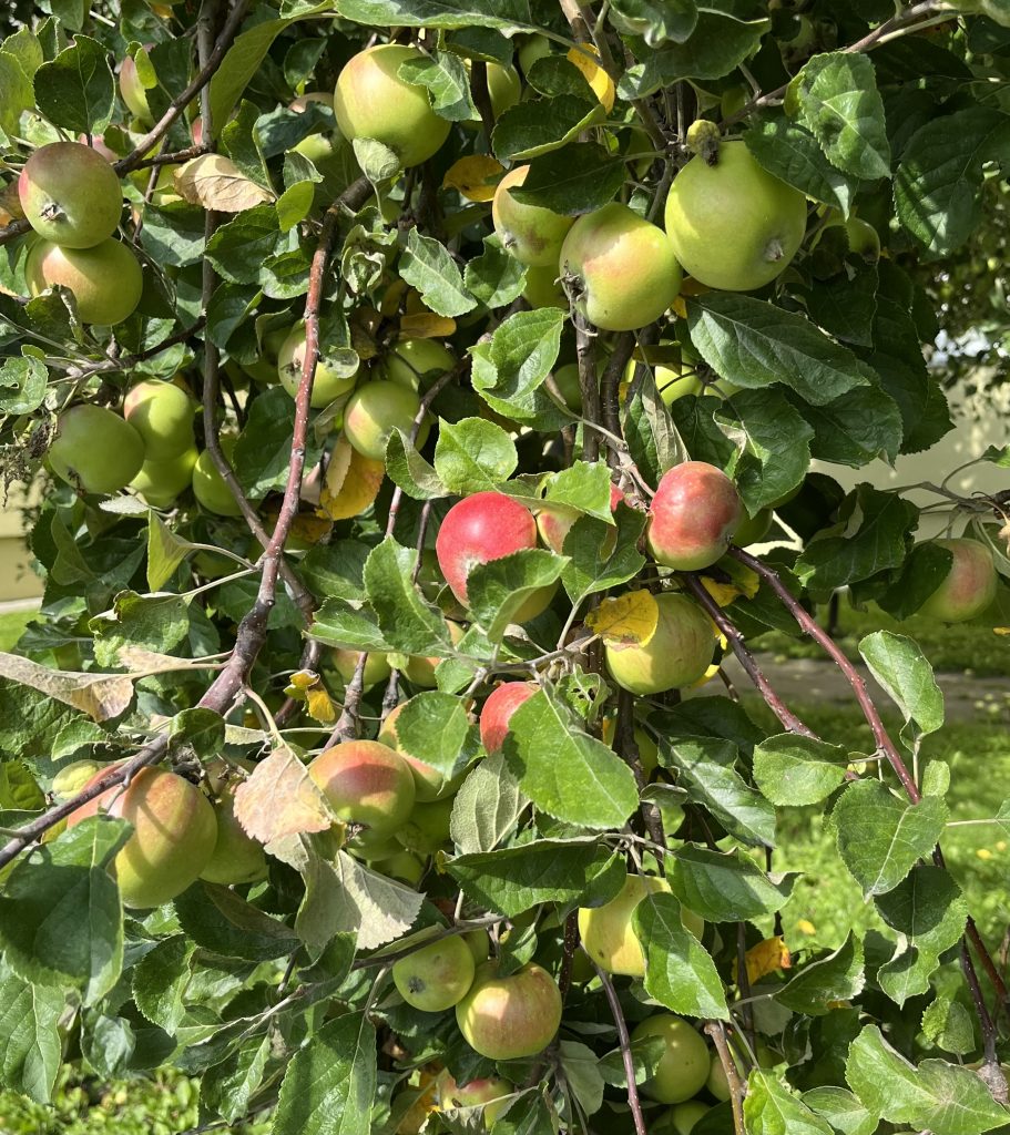 Ma quanto sono buone le mele del nostro campo