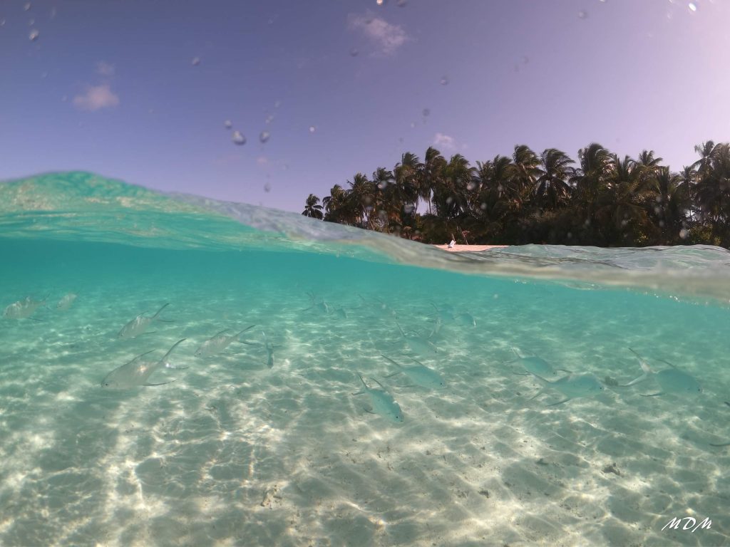 … in mare poter godere dello spettacolo che la fauna marina offre .
