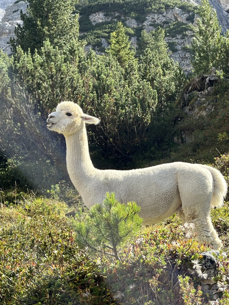 Ammirare gli animali in libertà