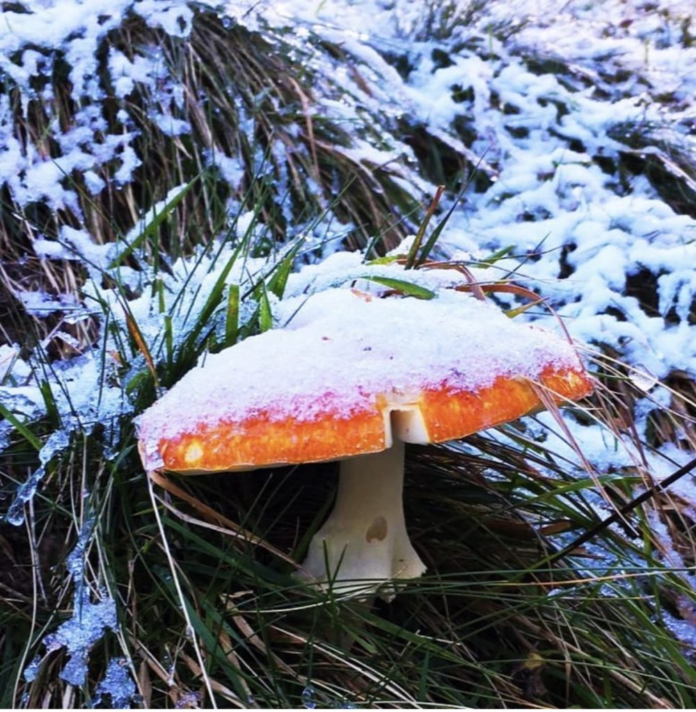 Prendere spunto dalla natura per raggiungere nuovi obiettivi