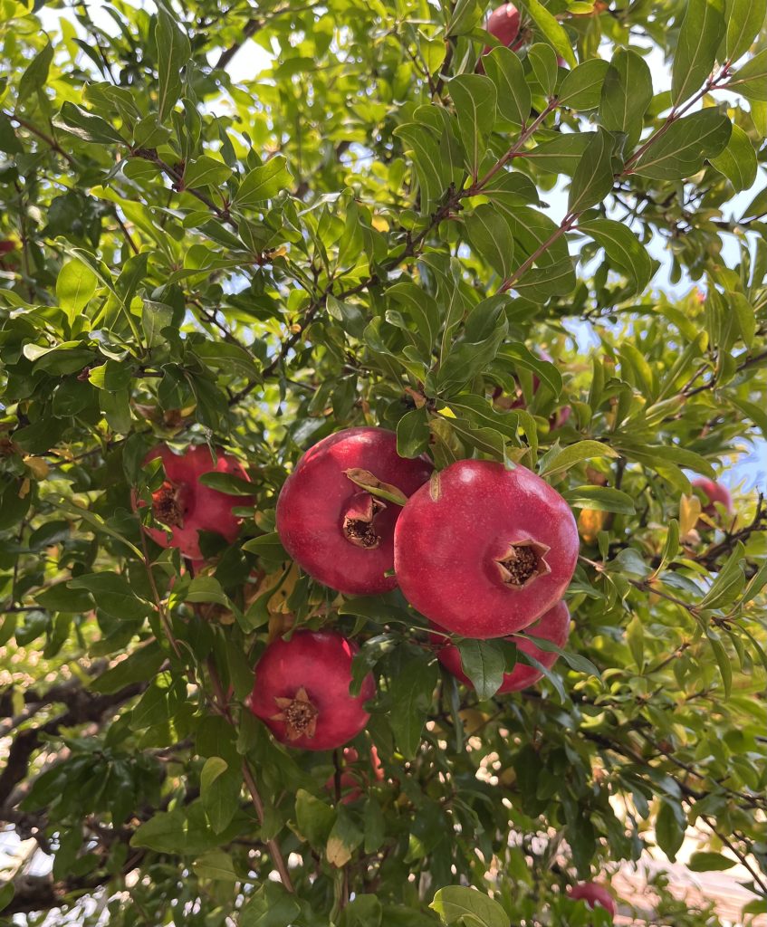 Raccogliamo i melograni del nostro giardino che sono i tocca sana per la circolazione del sangue