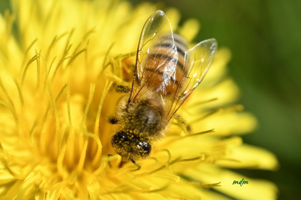 osservare da vicino la laboriosità delle api così preziose per l’ecosistema