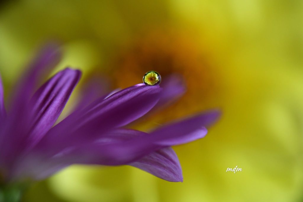 catturare la magia del mondo delle gocce , con la mia macchina fotografica , dove la realtà è riflessa !!!