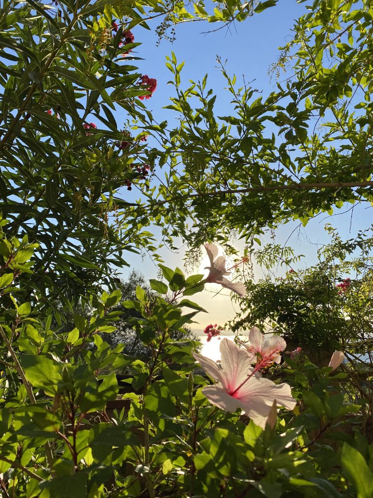 … ammirare l’alba , percepire il calore del sole fra i fiori di Ibiscus !