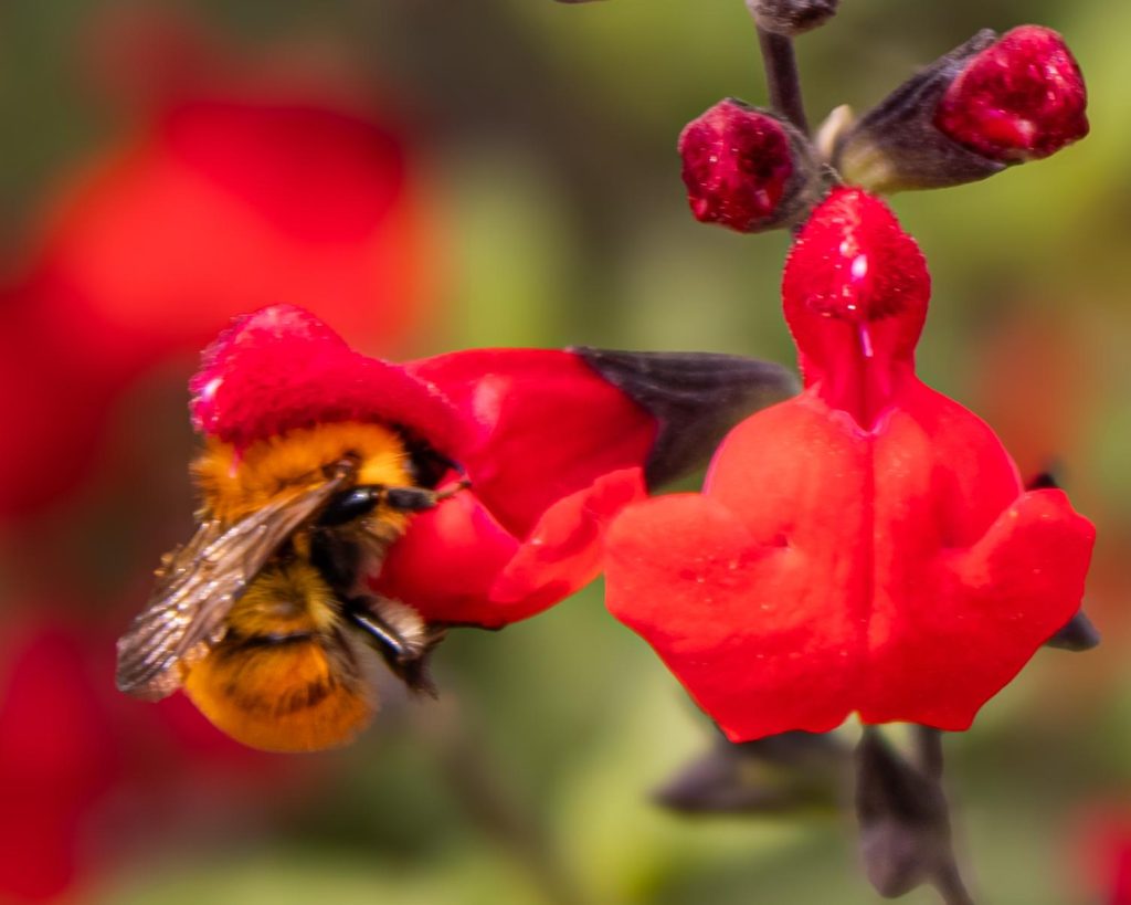 Miele, propoli, polline…..hanno proprietà benefiche per la nostra salute e vengono utilizzati in apiterapia per trattare diverse patologie e promuovere il benessere fisico ed emotivo.