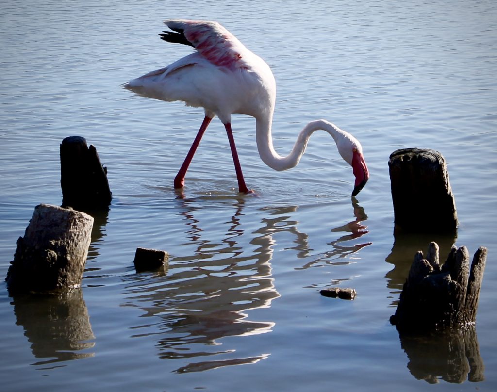 Il mio benessere è ammirare i fenicotteri al parco di molentargius 🦩