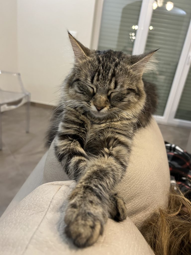 La serenità e la spenserietezza della gatta