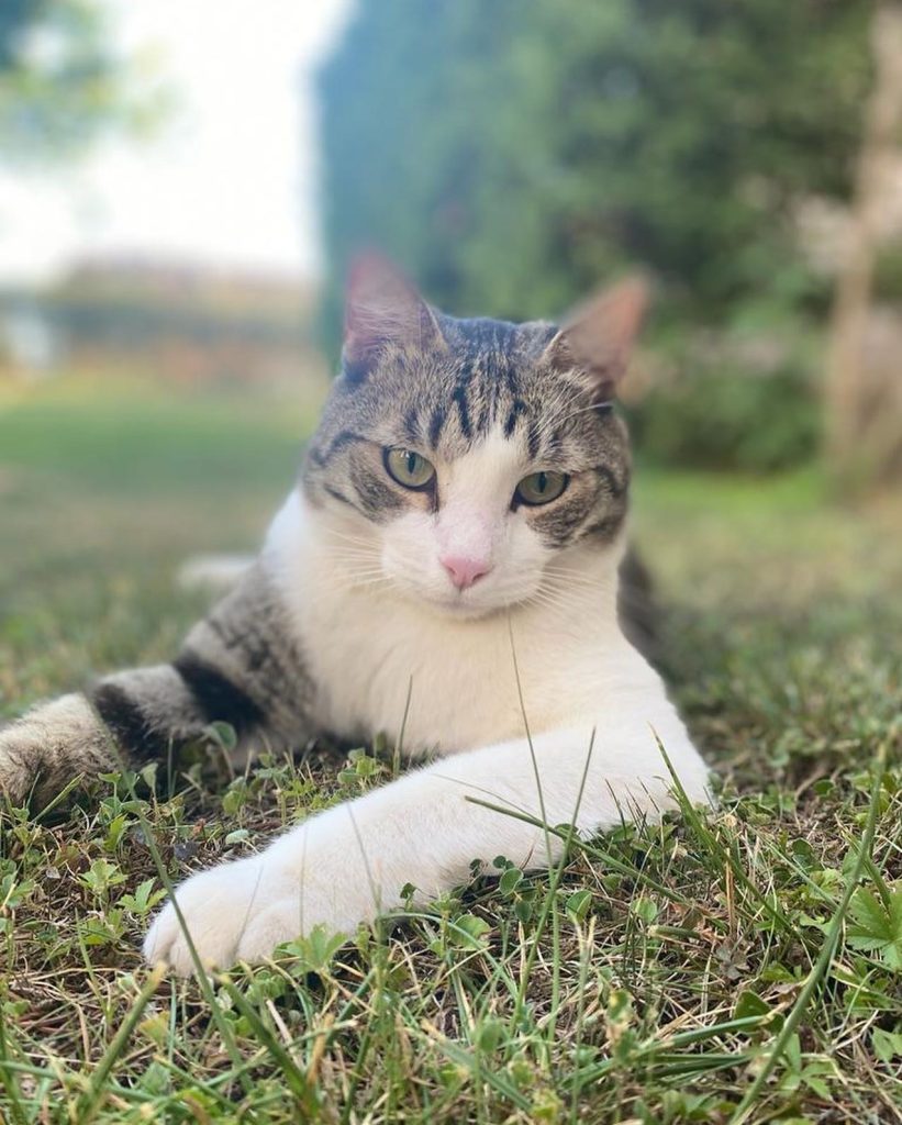 Il mio gatto in giardino :)
