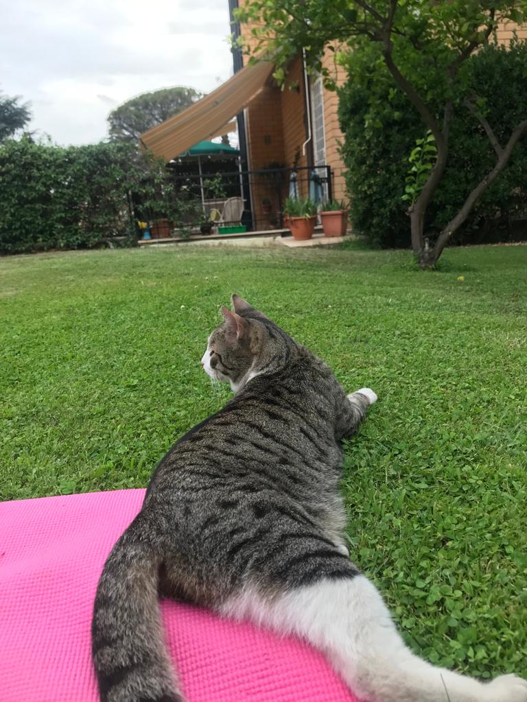 fare yoga con il micio :)