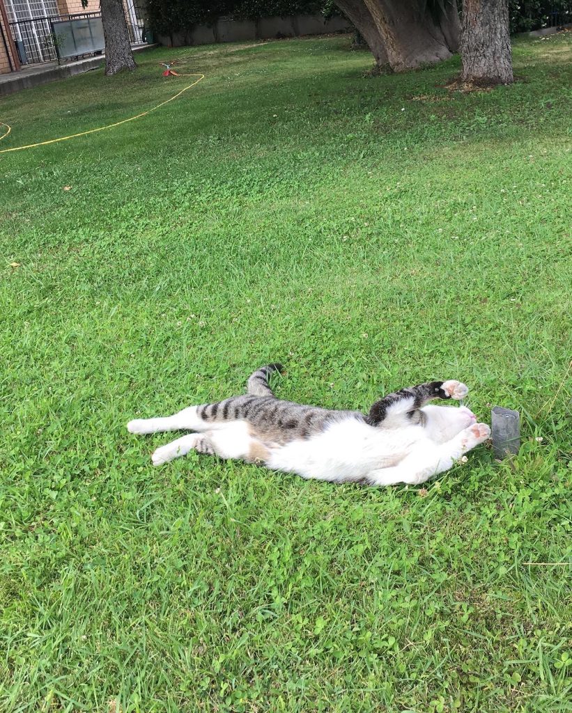 Giocare con il mio gatto :)