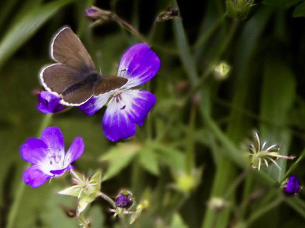 "Vivere non è abbastanza, disse la farfalla, uno deve avere il sole, la libertà, ed un piccolo fiore"
. Questa frase sottolinea l'importanza di vivere pienamente, cercando la felicità attraverso la bellezza, la libertà e la connessione con la natura, tutti elementi che contribuiscono al benessere.