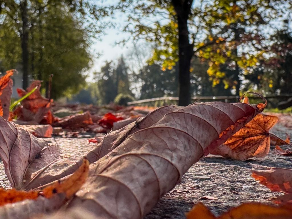 L’autunno … Le passeggiate nella natura, ammirando i colori del foliage, aiutano a rilassarsi e ridurre lo stress.