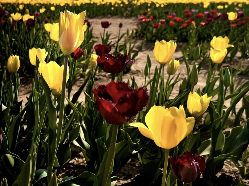 Immergersi in un campo di tulipani! Favorisce il benessere interiore unendo la cromoterapia dei petali alla lentezza del contatto con la natura.