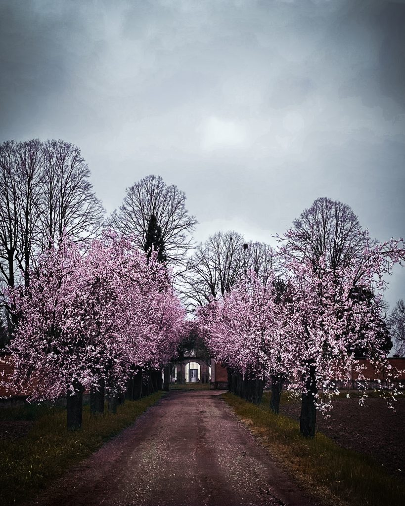 Meravigliarsi! La fioritura dei fiori di pesco è davvero uno spettacolo per gli occhi e per l’olfatto regalandomi un senso di pace,di relax e buonumore