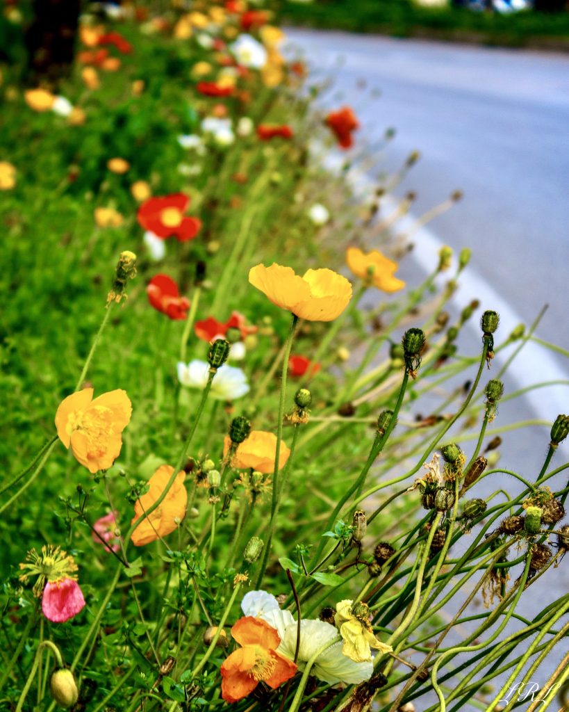 I papaveri, con i loro colori vivaci e la loro bellezza naturale, possono contribuire al benessere emotivo e fisico. La natura, e in particolare i fiori come i papaveri, può ridurre lo stress e l'ansia, migliorare l'umore e avere effetti positivi sulla salute