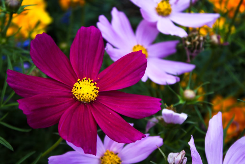 L’estate… un’esplosione di colori e i fiori con le loro vivaci tonalità ne sono i protagonisti. Un campo fiorito è come un quadro dipinto dalla natura