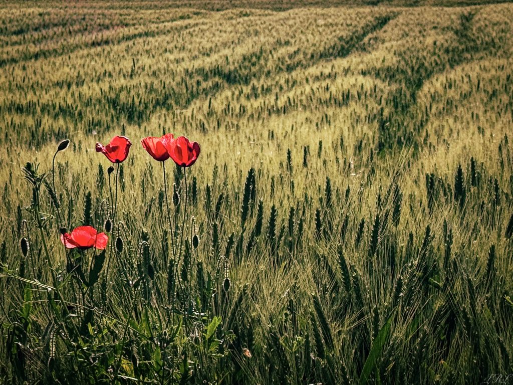 un'esperienza sensoriale completa: il rosso intenso dei papaveri che contrasta con l'oro del grano e il profumo della terra regalano pace immediata. Inoltre offrono un potente toccasana per il benessere psicofisico