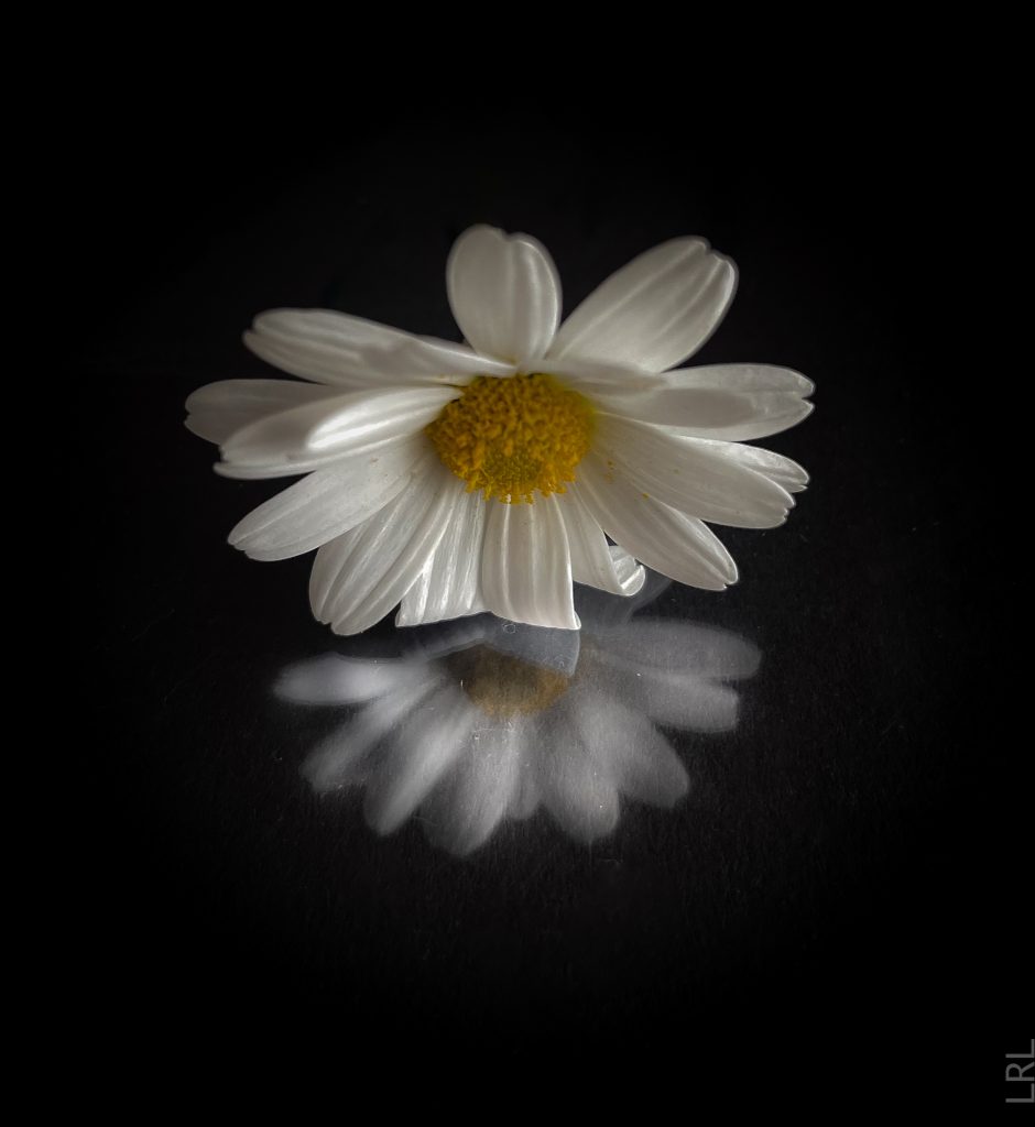 Osservare un fiore in ogni sua forma e colore, regala sensazioni bellissime e un benessere profondo