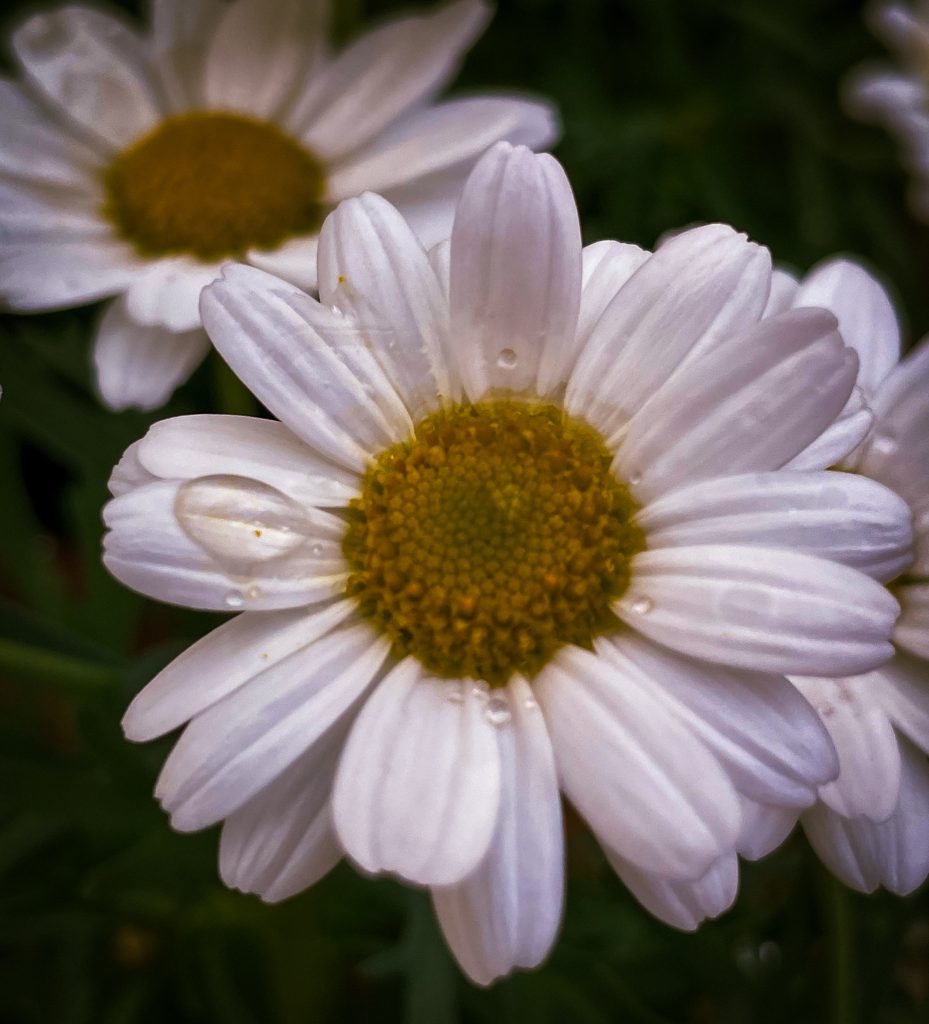 Il profumo dei fiori per rigenerare la mente e stimolare la positività