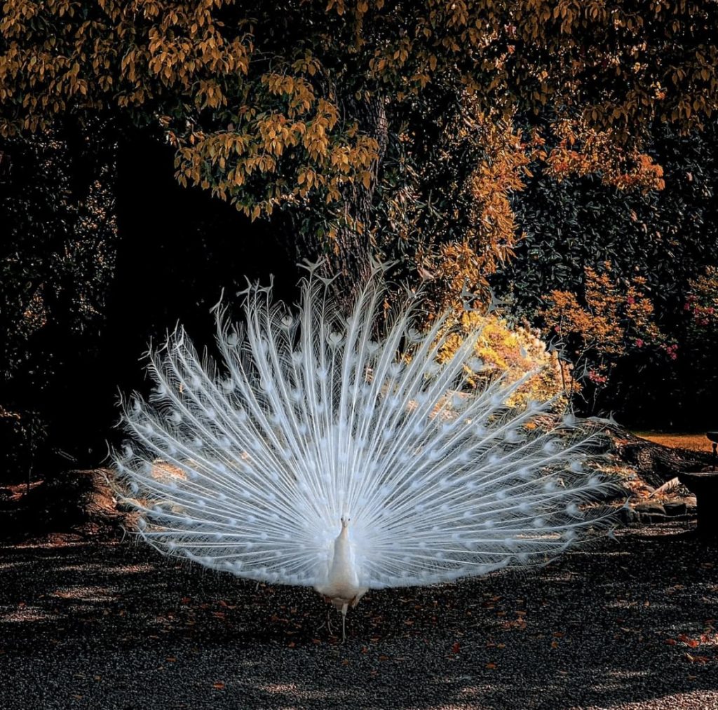 Ammirare la bellezza di un pavone bianco che passeggia in libertà in un giardino botanico