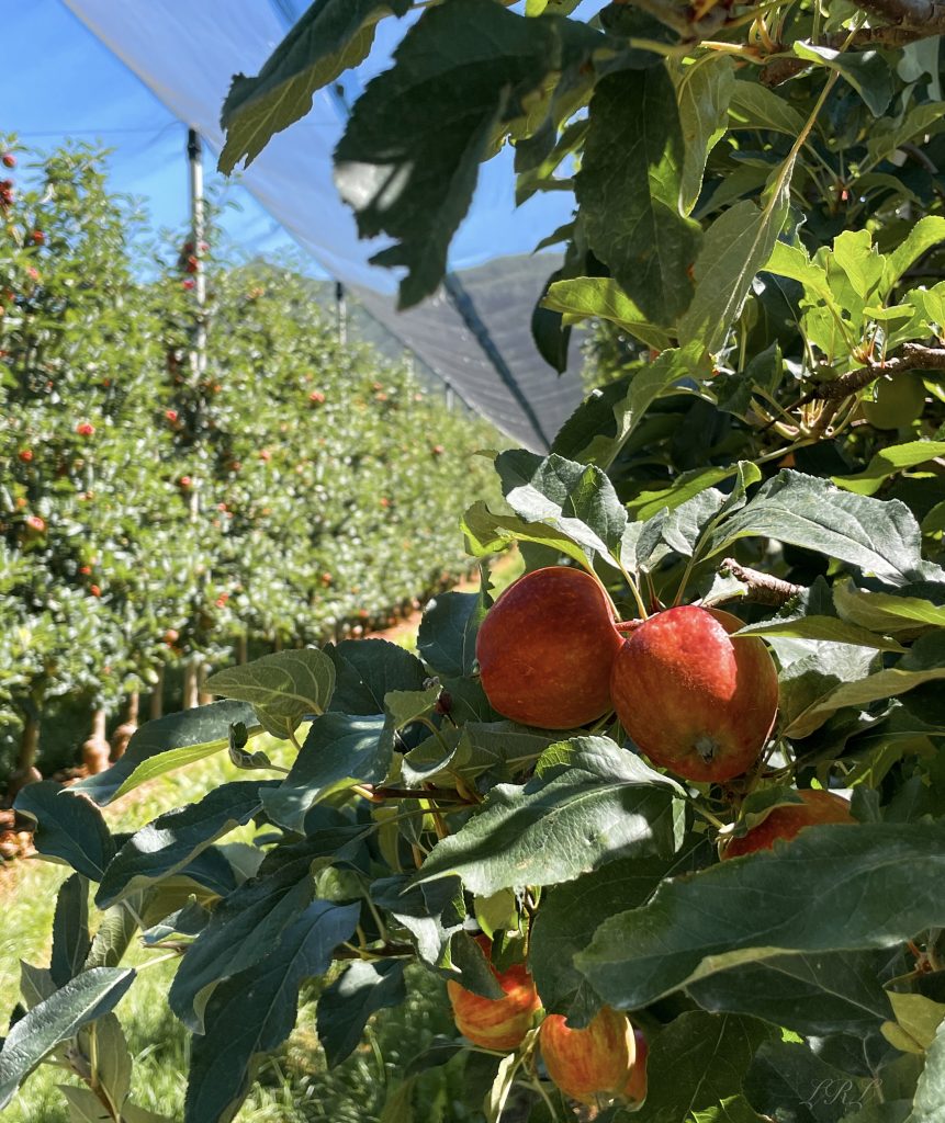 Passeggiare tra i filari dei meleti riempendosi gli occhi di colore e stupore