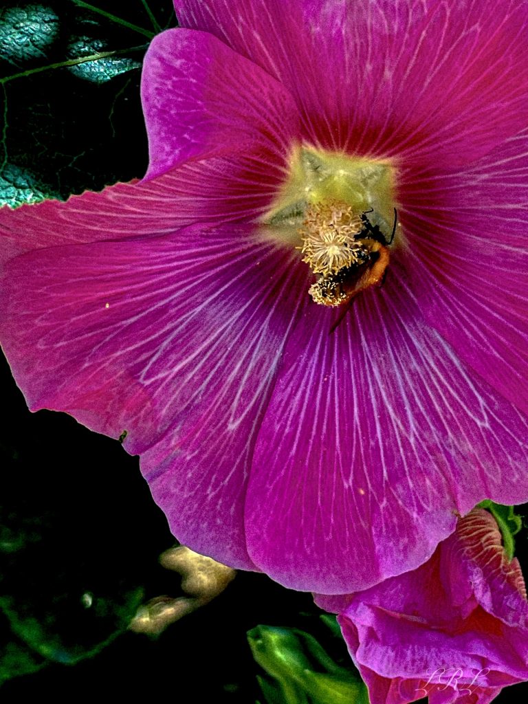 Osservare il lavoro di impollinazione svolto dalle api, uno dei processi più naturali e importanti per il nostro ambiente