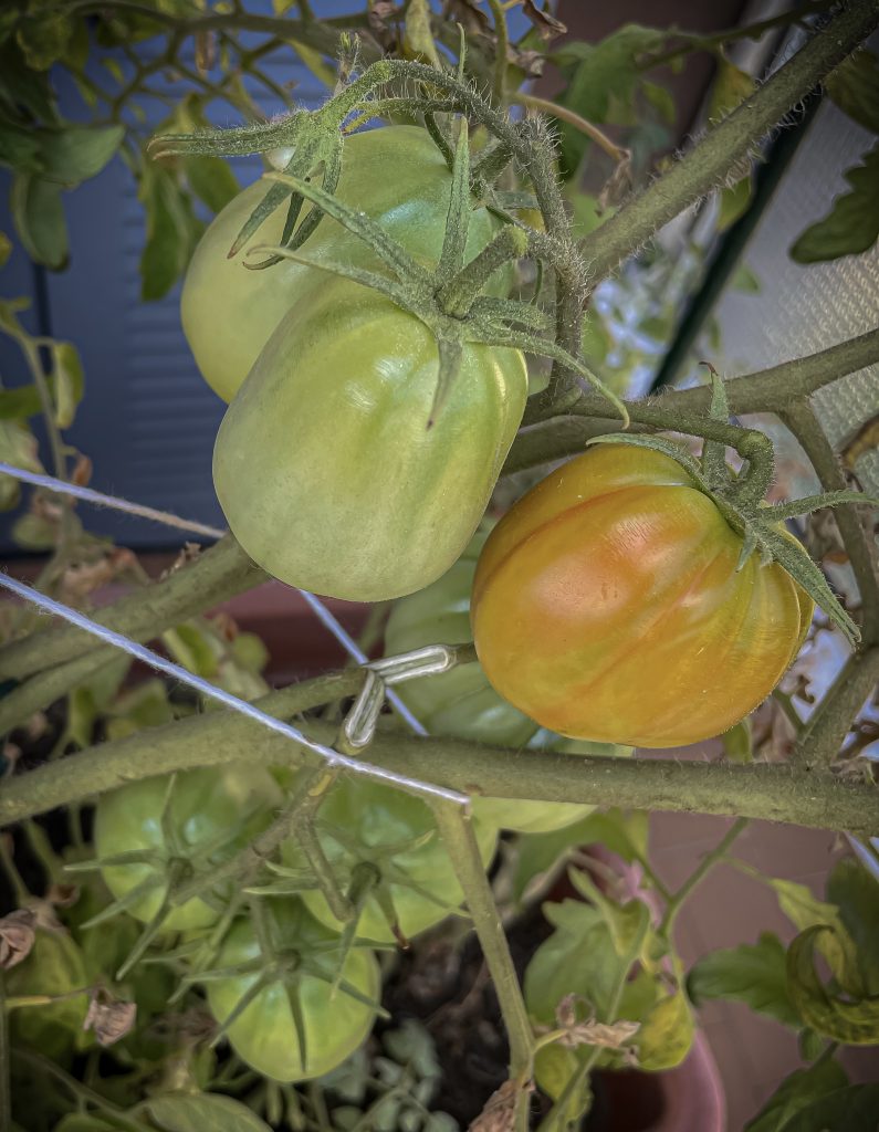 Trasformare il mio terrazzo in oasi di colore e benessere