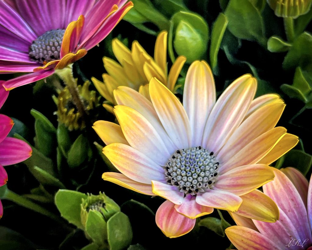 Il profumo dei fiori….La primavera è il momento migliore per ritrovare il piacere del profumo dei fiori che stimolano le nostre emozioni e ci regalano benessere