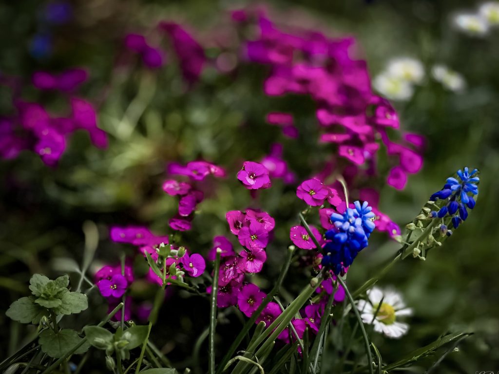 Passeggiare in mezzo alla natura…. fermarmi un attimo per respirare l’aria pulita e per scattare una fotografia per immortalare la bellezza dei colori che la natura ci offre