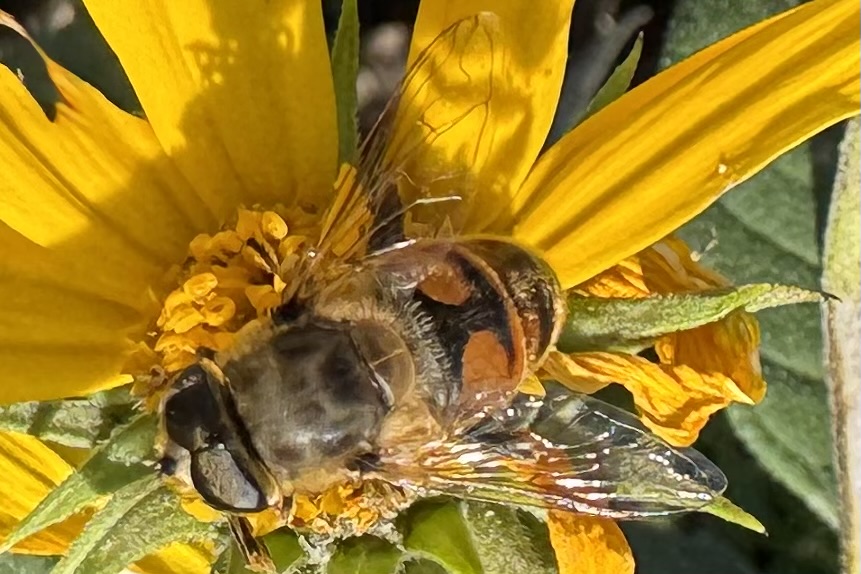 Le api sono cruciali per il benessere umano e planetario principalmente attraverso l'impollinazione, che garantisce la produzione di circa un terzo del cibo che mangiamo (frutta, verdura e noci) e sostiene la biodiversità