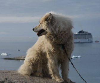 MSC-Crociere-Euribia-Groenlandia_3