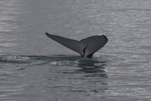 MSC Crociere Euribia Groenlandia MSC Crociere Euribia Groenlandia