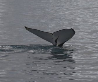 MSC-Crociere-Euribia-Groenlandia_5 MSC Crociere Euribia Groenlandia