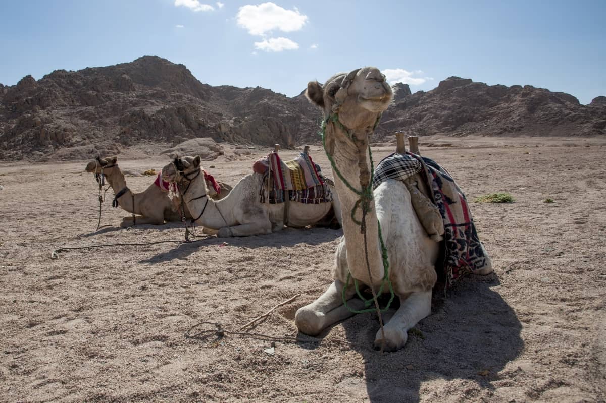 MSC_Sharm_El_Sheikh_2