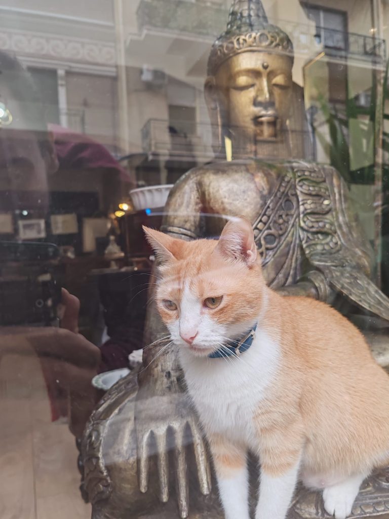 entrare in connessione con me stesso ed amare incondizionatamente il mio piccolo felino che riesce a trasmettermi calma ed armonia.