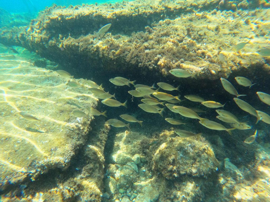 fare un tuffo in acqua e scoprire lo spettacolo della vita in fondo al mare.