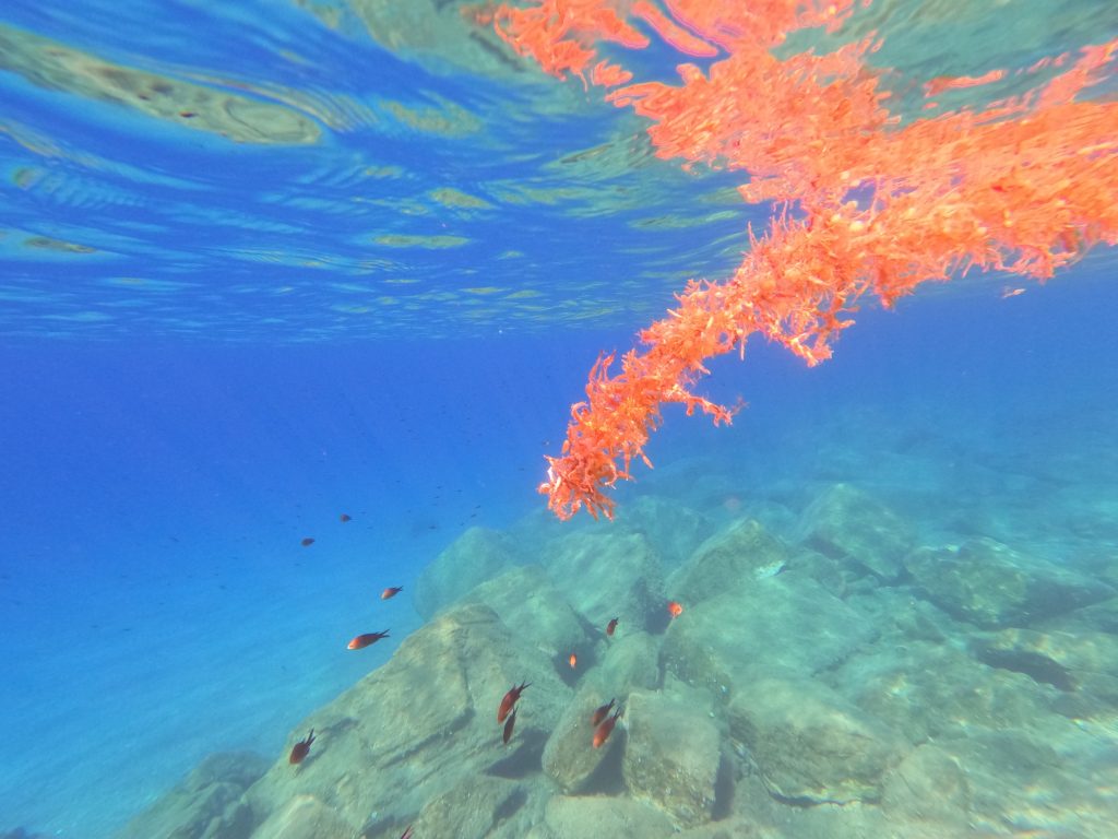 esplorare al meglio i fondali marini per poterne scoprire i suggestivi colori nascosti.