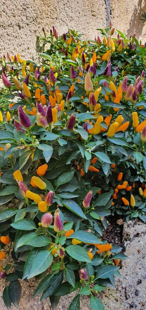 Vedere nascere i frutti del mio orto e del mio giardino